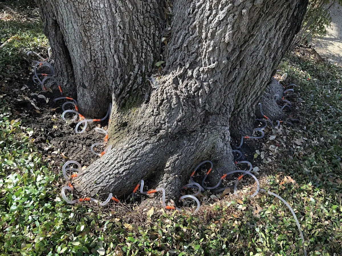 Detailed Tree Cabling and Bracing job site in West Chicago
